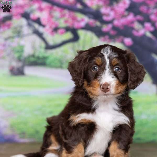 kaite, Mini Bernedoodle Puppy